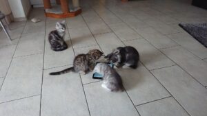 une App pour les Chats 😸