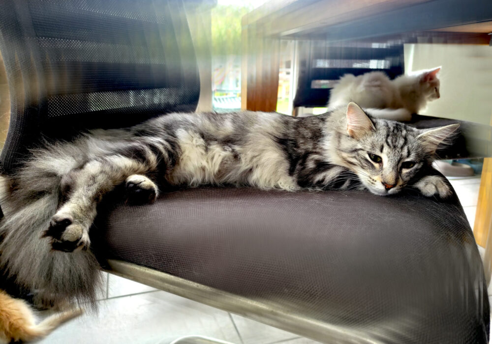 Malah av Abellacats*CH