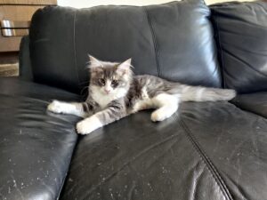 Code couleur pour les Chats de Race