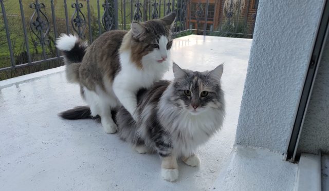 Isaak et Hylia