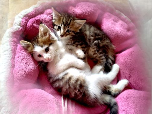 Merlin & Marina