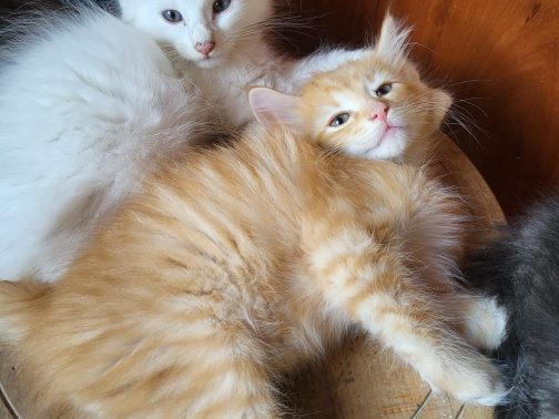 Marley & Mickey Mango