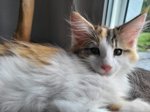 Malinda