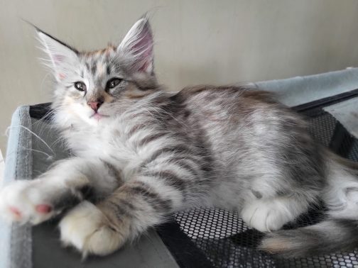Milina